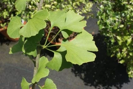 Japanse Notenboom Als Struik (Ginkgo Biloba) 4 Japanse Notenboom Als Struik (Ginkgo Biloba) - Afbeelding 2