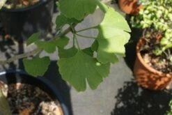 Japanse Notenboom, Meerstammig (Ginkgo Biloba) -DIRECTPLANT Winkel 20100719115514 4