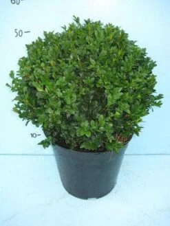Buxusbol (Buxus Sempervirens, Bolvorm) 25 Buxusbol (Buxus Sempervirens, Bolvorm) -DIRECTPLANT Winkel 20101207115632 20