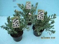 Zilverwinde (Convolvulus Cneorum ) -DIRECTPLANT Winkel 20101207115958 2