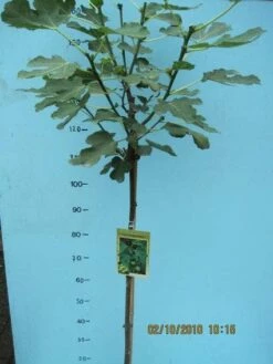 Vijg Op Stam (Ficus Carica) -DIRECTPLANT Winkel 20101207122956 8