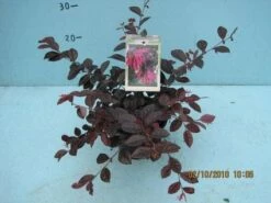 Loropetalum (Loropetalum 'Fire Dance') -DIRECTPLANT Winkel 20101207125111 3