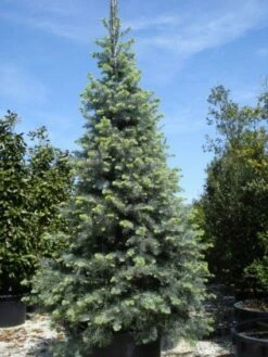 Colorado Zilverspar (Abies Concolor) -DIRECTPLANT Winkel 20101207140546 7