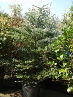 Koreaanse Zilverspar (Abies Koreana) -DIRECTPLANT Winkel 20101207141134 7