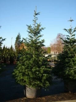 Nordmann-spar (Abies Nordmanniana) -DIRECTPLANT Winkel 20101207141610 21