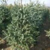 Spaanse Den (Abies Pinsapo 'Glauca') -DIRECTPLANT Winkel 20101207142314 6