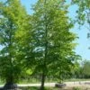 Spaanse Aak (Acer Campestre) -DIRECTPLANT Winkel 20101207143648 9