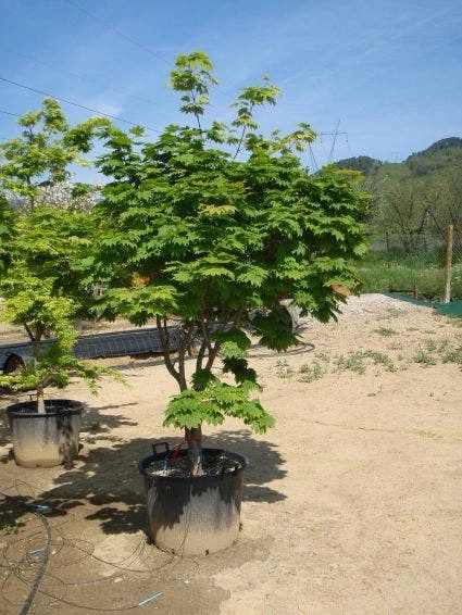 Japanse Esdoorn (Acer Japonicum 'Vitifolium') 4 Japanse Esdoorn (Acer Japonicum 'Vitifolium') - Afbeelding 2