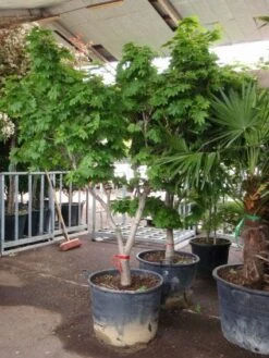 Japanse Esdoorn (Acer Japonicum 'Vitifolium') -DIRECTPLANT Winkel 20101207145443 7 1