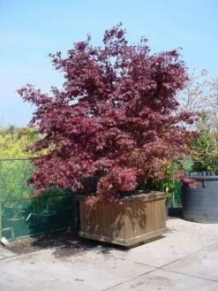 Japanse Esdoorn (Acer Palmatum 'Fireglow') -DIRECTPLANT Winkel 20101207153422 11