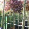 Japanse Esdoorn Op Stam (Acer Palmatum 'Fireglow') -DIRECTPLANT Winkel 20101207154805 2