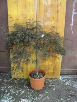 Japanse Esdoorn (Acer Palmatum 'Ornatum') 16 Japanse Esdoorn (Acer Palmatum 'Ornatum') -DIRECTPLANT Winkel 20101207164407 11 1