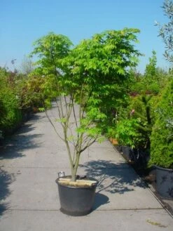Japanse Esdoorn (Acer Palmatum 'Osakazuki') -DIRECTPLANT Winkel 20101207164946 9