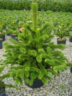 Apeboom (Araucaria Araucana) -DIRECTPLANT Winkel 20101209111447 17 1