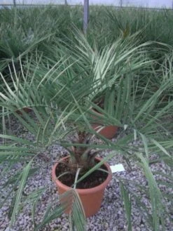 Geleipalm (Butia Capitata) -DIRECTPLANT Winkel 20101209131859 6