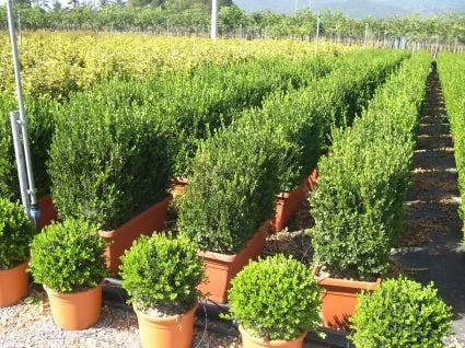 Buxus Meeneemhaag (Buxus Microphylla 'Faulkner') 3 Buxus Meeneemhaag (Buxus Microphylla 'Faulkner')