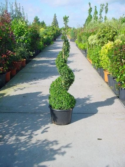 Buxus Als Spiraal (Buxus Sempervirens) 4 Buxus Als Spiraal (Buxus Sempervirens) - Afbeelding 2