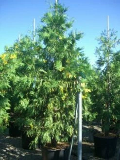 Bonte Libocedrus (Calocedrus Decurrens 'Aureovariegata')