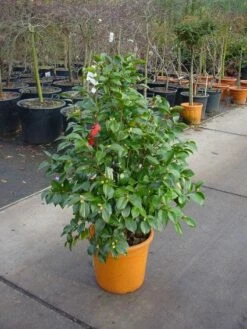 Camelia (Camellia, Rood) -DIRECTPLANT Winkel 20101209152442 60 12 1
