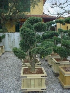 Libanonceder Als Bonsai (Cedrus Libani) -DIRECTPLANT Winkel 20101210105909 6 1