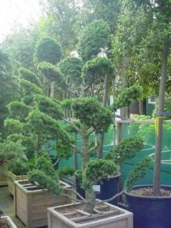 Libanonceder Als Bonsai (Cedrus Libani) -DIRECTPLANT Winkel 20101210105922 6 1