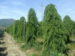 Treurceder (Cedrus Deodara 'Pendula') -DIRECTPLANT Winkel 20101212154305 13