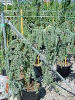 Treurceder Op Stam (Cedrus Libani 'Glauca Pendula')