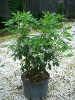 Choisya (Choisya Ternata) -DIRECTPLANT Winkel 20101213090655 6 1