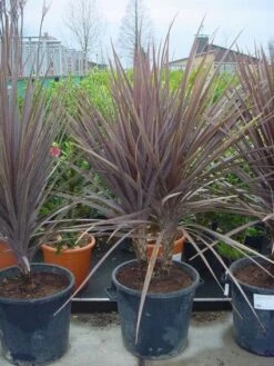 Cordyline (Cordyline Australis 'Atropurpurea')