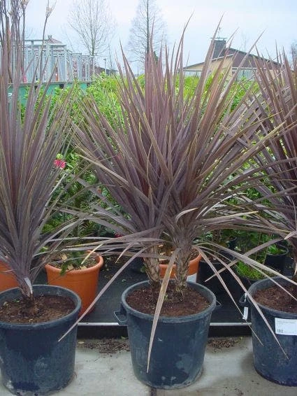Cordyline (Cordyline Australis 'Atropurpurea') 3 Cordyline (Cordyline Australis 'Atropurpurea')