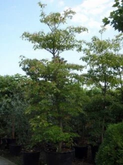 Reuzenkornoelje (Cornus Controversa) -DIRECTPLANT Winkel 20101213094526 11 1