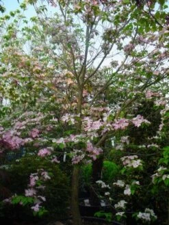 Amerikaanse Kornoelje (Cornus Florida 'Rubra') -DIRECTPLANT Winkel 20101213094837 7