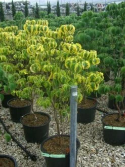 Kornoelje Op Stam (Cornus Florida 'Rainbow') -DIRECTPLANT Winkel 20101213095801 1