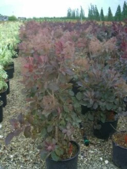 Pruikenboom (Cotinus 'Grace') -DIRECTPLANT Winkel 20101213101556 3