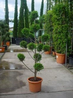 Cupressocyparis Als Bonsai (Cupressocyparis Leylandii 'Castlewellan Gold' ) -DIRECTPLANT Winkel 20101213113337 7 1