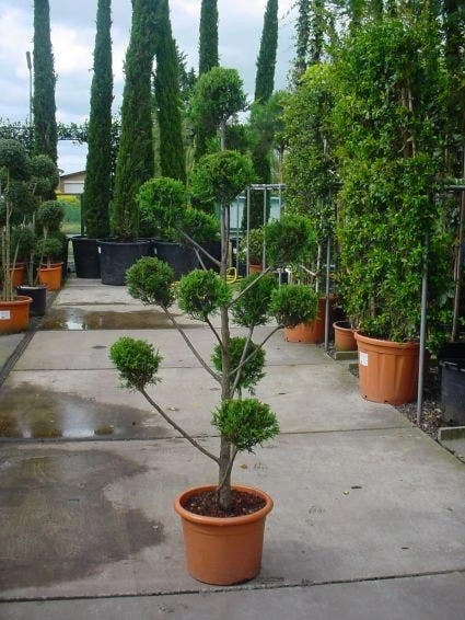 Cupressocyparis Als Bonsai (Cupressocyparis Leylandii 'Castlewellan Gold' ) 5 Cupressocyparis Als Bonsai (Cupressocyparis Leylandii 'Castlewellan Gold' ) - Afbeelding 3