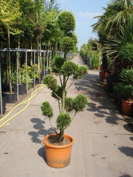 Cupressocyparis Als Bonsai (Cupressocyparis Leylandii 'Castlewellan Gold' ) 3 Cupressocyparis Als Bonsai (Cupressocyparis Leylandii 'Castlewellan Gold' )