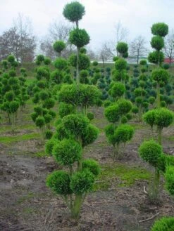 Cupressocyparis Als Bonsai (Cupressocyparis Leylandii 'Gold Rider') -DIRECTPLANT Winkel 20101213115003 2 1