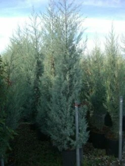 Cipres (Cupressus Arizonica 'Glauca') -DIRECTPLANT Winkel 20101213122945 13 1
