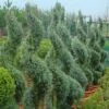 Cipres Als Spiraal (Cupressus Arizonica 'Glauca') -DIRECTPLANT Winkel 20101213123756 4