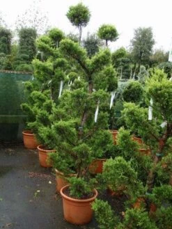 Cipres Als Bonsai (Cupressus Macrocarpa 'Aurea') -DIRECTPLANT Winkel 20101213124656 1