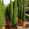 Italiaanse Cipres (Cupressus Sempervirens 'Green Pillar') 1 Italiaanse Cipres (Cupressus Sempervirens 'Green Pillar') -DIRECTPLANT Winkel 20101213132559 1