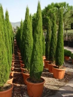 Italiaanse Cipres (Cupressus Sempervirens 'Green Pillar')