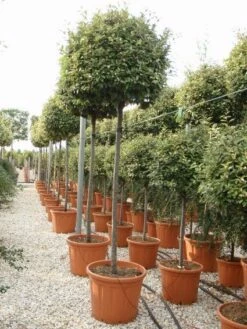 Olijfwilg Als Boom (Elaeagnus Ebbingei) -DIRECTPLANT Winkel 20101213140459 8