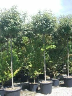 Olijfwilg Als Boom (Elaeagnus Pungens 'Maculata') -DIRECTPLANT Winkel 20101213140523 8