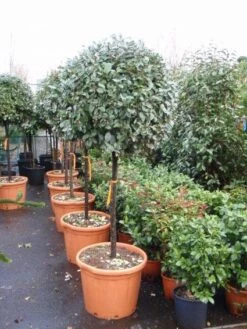 Olijfwilg Op Stam (Elaeagnus Ebbingei) -DIRECTPLANT Winkel 20101213141424 3