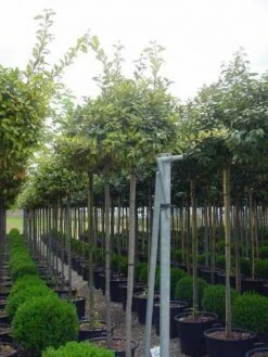 Bonte Olijfwilg Als Boom (Elaeagnus Ebbingei 'Limelight')