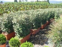 Olijfwilg Meeneemhaag (Elaeagnus Ebbingei)