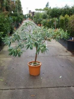 Papierstruik (Edgeworthia Chrysantha) -DIRECTPLANT Winkel 20101213150651 3