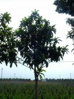 Japanse Mispel Als Boom (Eriobotrya Japonica) -DIRECTPLANT Winkel 20101213155422 6